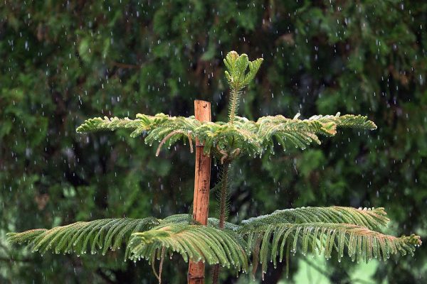 Delhi’s record monsoon rain is a live stress test for airline ops resilience