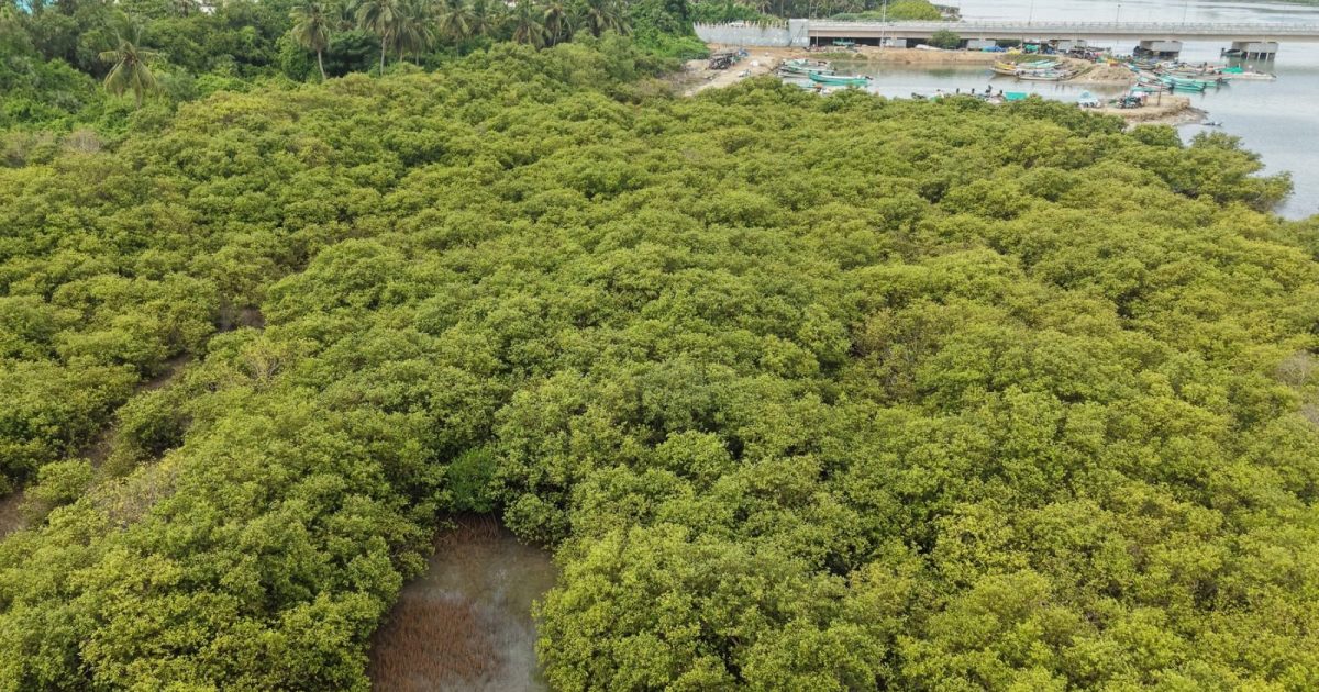 Mangroves, Sand Dunes and the Coastal Lifeline of Cuddalore: Why Protecting the Uppanar Ecosystem Matters