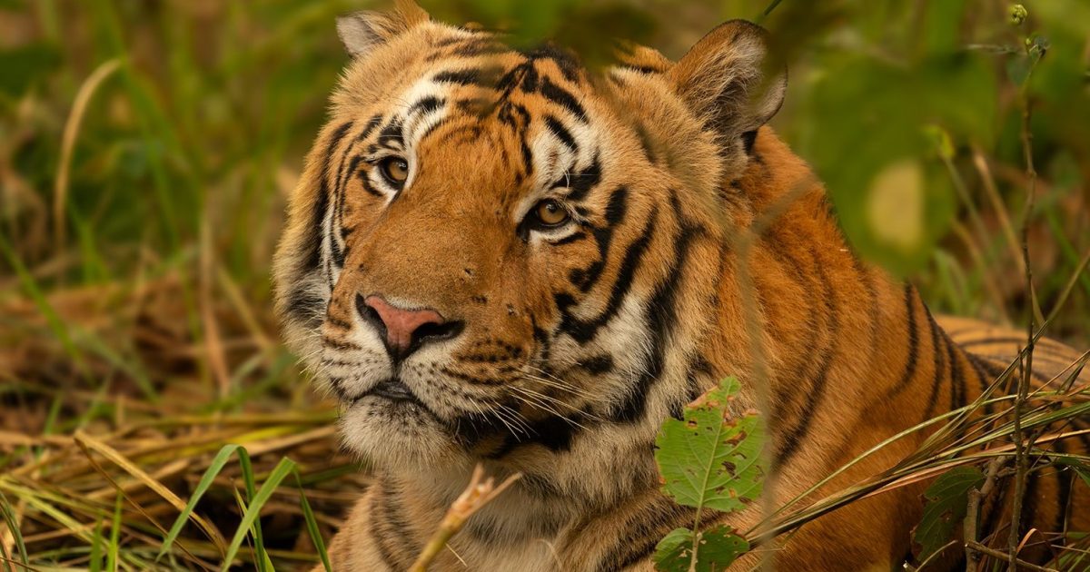 A reserve with no resident tigers gets its first