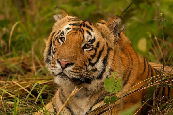 A reserve with no resident tigers gets its first